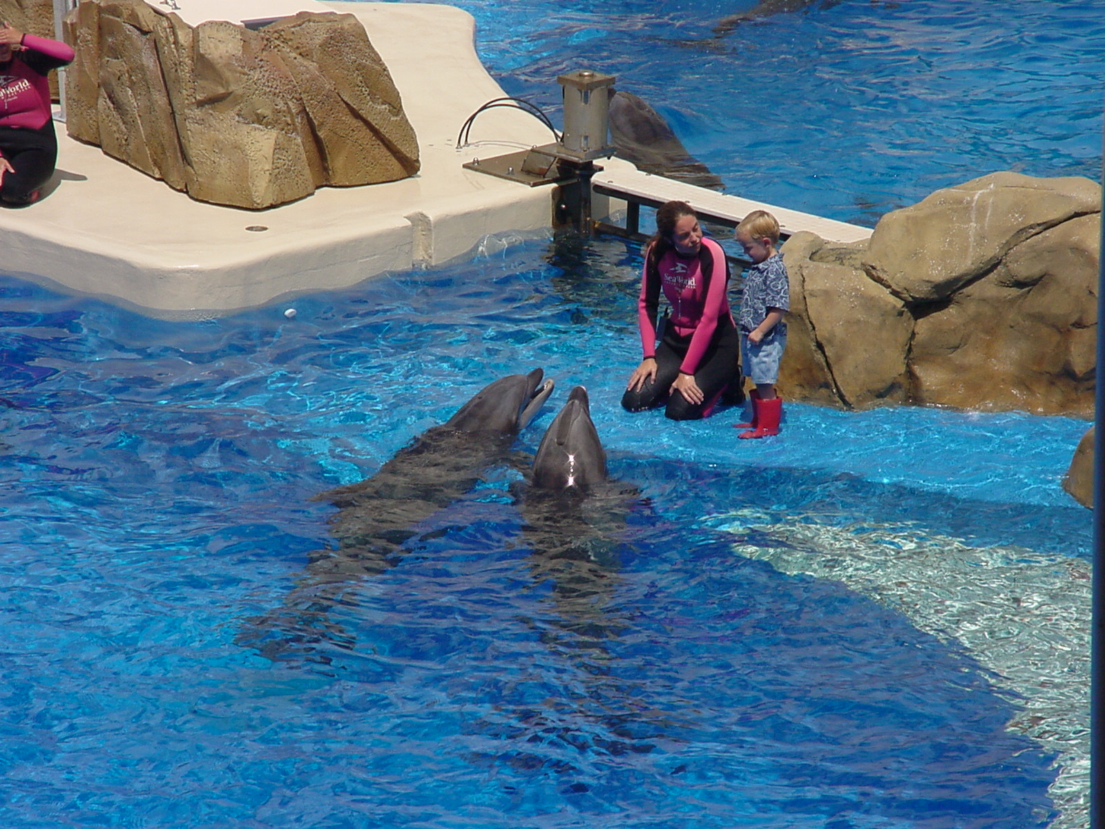 SeaWorld Orlando Dolphins interacting with trainer and small boy at side of the dolphin tank